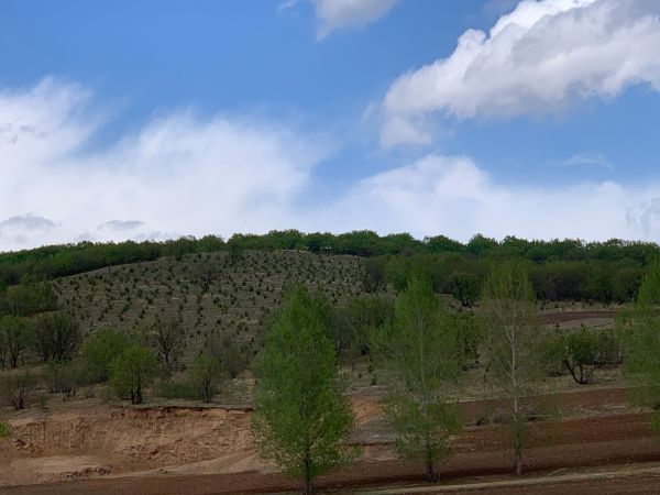 科學植綠護綠，創建綠化先進，助力生態恢復